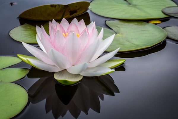 Pink and while lotus flower on  still, dark, calm water. Green lotus leaves around it. Shadow of the flower on the water. Meditative.