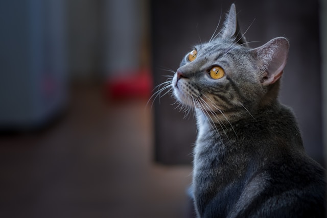 Grey striped cat with yellow eyes. Looking up at something. Lost in it. Day dreaming.