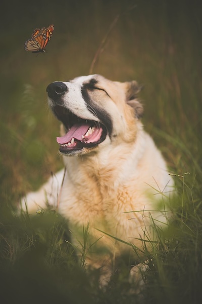 Dog happily chasing a butterfly in grass.