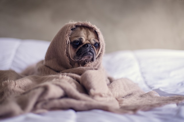 Pug pup lazy in bed, covered with a blanket looking cozy.