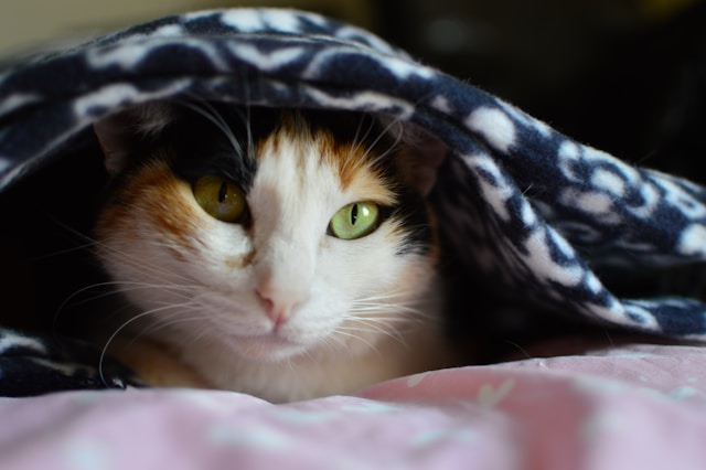 Close up face shot of white calico cat looking lazy, smug and snug under a blanket.