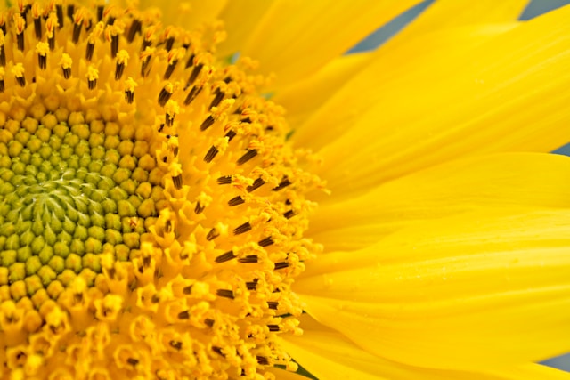 Close up of sunflower. Bright yellow. Diving love and light is within all.