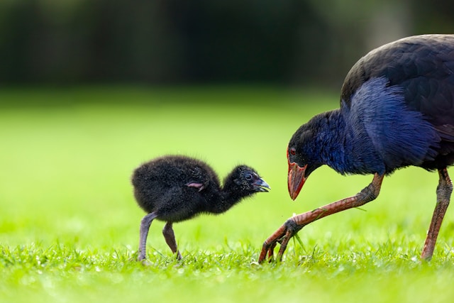 Black baby Kiwi bird looking up at mamma bird with no self-consciousness. Big bird looking back down at her chick. Adorable! They're both on green grass.