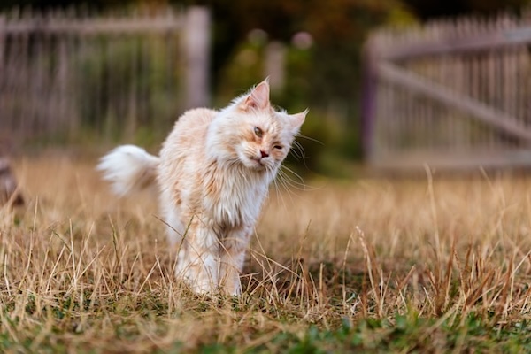 Fluffy cat walking forward on dry grass, trying hard to focus. The difference between control and power.