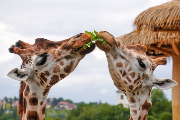 Two giraffes eating the same lettuce leaf. Power vs control. Who will win?