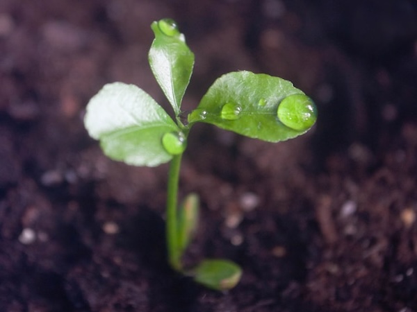 Baby lemon plant. Three shiny green leaves on a small stem sprouted out from dark brown soil. Will it reach its full potential?