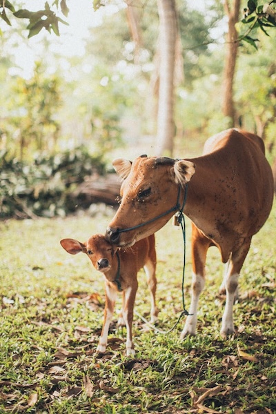 Mother cow licking her cute baby calf. Both are tied up. Going vegan can transform lives.