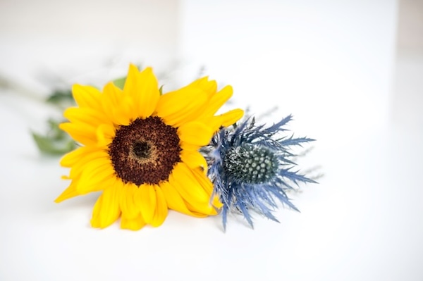 Sunflower and another flower with on simple, clear white background. Close up photography.